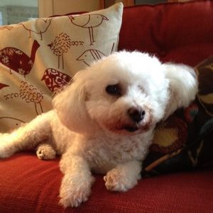 Meet your Posher, Corey